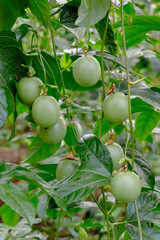 Passiflora edulis, commonly known as passion fruit, growing on a tree. The picture shows the branches and the leaves. Fusagasuga, Cundinamarca, Colombia.