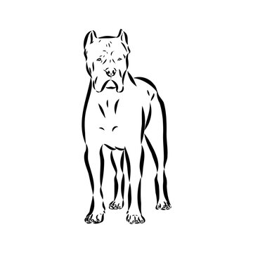 dog Cane corso italiano vector isolated illustration in black color on white background