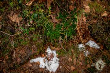 juicy green sphagnum moss on the ground in the Ukrainian forest among forest needles and leaves