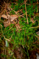 juicy green sphagnum moss on the ground in the Ukrainian forest among forest needles and leaves
