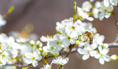 Bee on a flower of the white cherry blossoms. White flowers bloom in the trees. Spring landscape with blooming sakura tree. Beautiful blooming garden on a sunny day. Copy space for text.