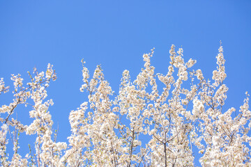 White flowers bloom in the trees. Spring landscape with blooming sakura tree. Beautiful blooming garden on a sunny day. Copy space for text.