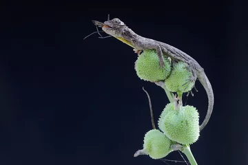 Ein fliegender Drache frisst eine Schnake im Gebüsch. Dieses Reptil hat den wissenschaftlichen Namen Draco volans. Selektiver Fokus mit schwarzem Hintergrund. © I Wayan Sumatika