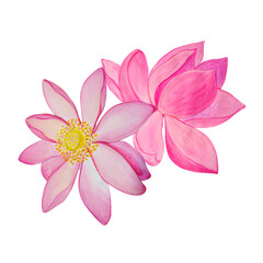 Obraz premium Two lotuses painted in watercolor and isolated on a transparent background.