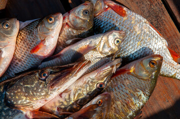 Lots of different fish caught in the boat. Fishing on the river in a boat, a big catch of fishermen. Fishing with spinning and nets, a male hobby. Commercial fishing.