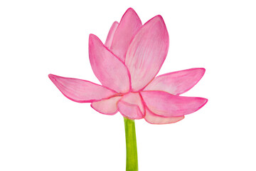 Lotus flower painted in watercolor. Side view. Isolated on white background.