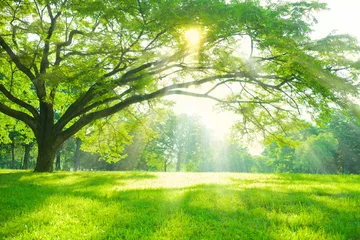 Zelfklevend Fotobehang tree sunlight © Ray Park Stock Photo