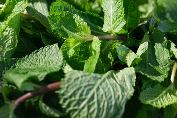 Natural green mint leaves in the summer garden, vibrant papermint leaf closeup, fresh aroma spearmint, greenery for food and drink, plant detail, menthol ingredient background.