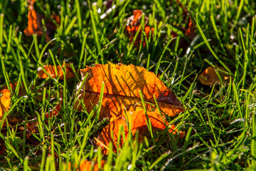 autumn background. autumn yellow leaves lie on green grass in the rays of the morning sun.