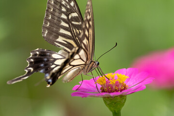 花に止まるアゲハチョウ