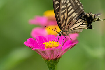 花に止まるアゲハチョウ