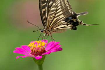 花に止まるアゲハチョウ