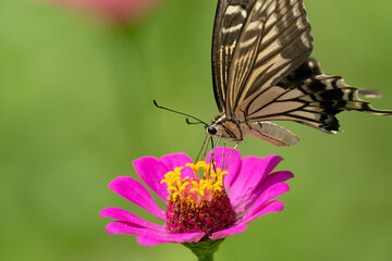 花に止まるアゲハチョウ