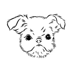 Fototapeta premium Brussels Griffon Dog, Pet Portrait, Brussels Griffon Dog Line Art, Pet Line Art, Pet Tattoo, Line Drawing, Dog Art, Minimalist