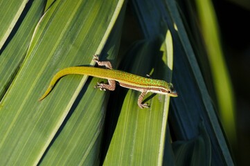 Ornate day Gecko from Mauritius on palm tree leaf 
