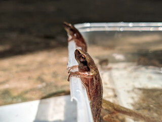 Close up of frogs or tadpoles beside the pond