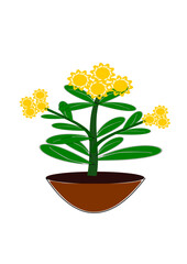 Decorative Flower pot plant