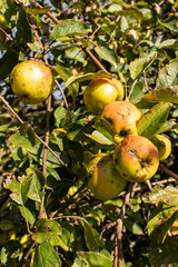 Apples grown without artificial fertilizers on an old apple tree. Organic fruit.