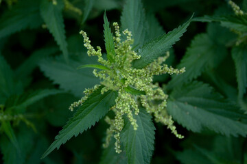 Abstract background of green searing nettle closeup