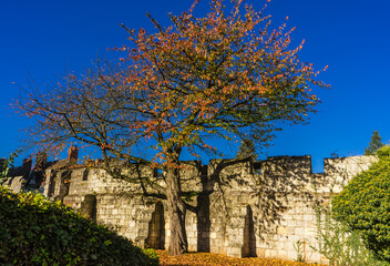 York Museum Gardens. Sunny, autumn day. A tree in a corner of the Museum Gardens in York has lost...
