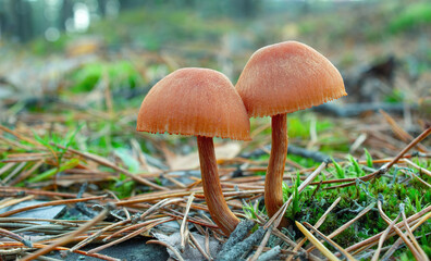 Two forest brown mushrooms huddled together with caps.