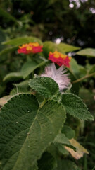 creative flower blowming lantana and green leaf image with feather