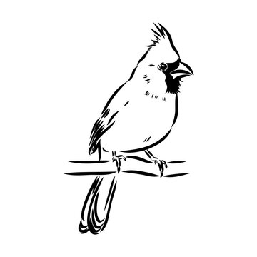 recommend clip art: Cardinal bird sketch, vector illustration. Hand drawn red cardinal bird. Engraved illustration. Cardinal bird sitting on a branch. Hand drawn sketch.