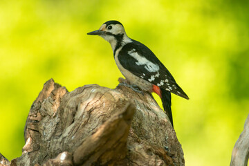 Syrian Woodpecker (Dendrocopos syriacus) in forest