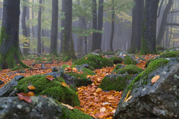 mystischer Wald
