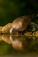 Turtle Dove in to the forest