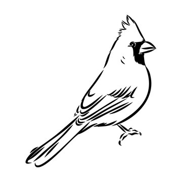 recommend clip art: Cardinal bird sketch, vector illustration. Hand drawn red cardinal bird. Engraved illustration. Cardinal bird sitting on a branch. Hand drawn sketch.