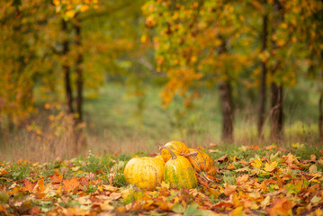 Pumpkins on yellow leaves. Autumn background