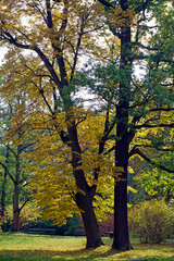 Obraz premium Autumn in the city park. Old tall maples and sunlight. Mighty crown and yellow leaves.