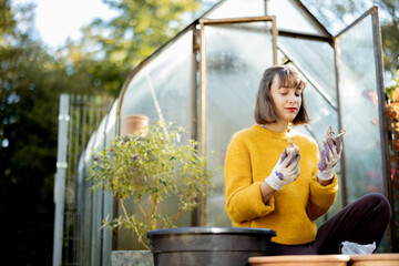 Woman planting flower bulbs in clay jugs for growing in glass orangery at garden. Florist gardening...