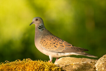 Turtle Dove in to the forest