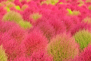 t the beginning of fall