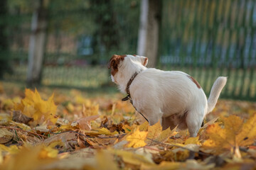 Portrait of a young beautiful Jack Russell Terrier on a walk in the park among the yellow leaves.