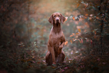 The Hungarian or Magyar Vizsla pointer dog breed in the forest