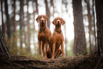 Two hungrarian Vizsla dogs portrait in forest