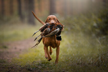 hunting dog vizsla wirehair retrieve apport  - obrazy, fototapety, plakaty