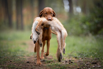 The Hungarian or Magyar Vizsla or Smooth-Haired Vizsla carries a hare © dogphotos