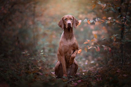 The Hungarian or Magyar Vizsla pointer dog breed in the forest