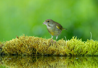 Common Greenfinch in to the forest