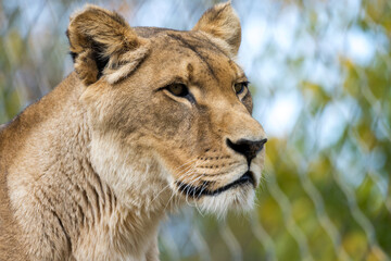 animal portrait female lioness extreme closeup predator