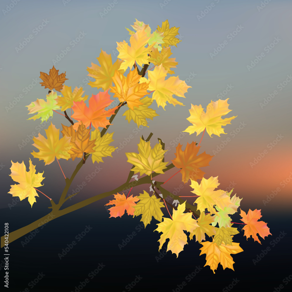 Wall mural golden maple tree branch on dark background