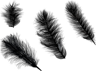 four fluffy black silhouettes of feathers isolated on white