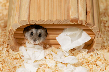 Djungarian hamster peeking out of house, top view. Hamster head in hole