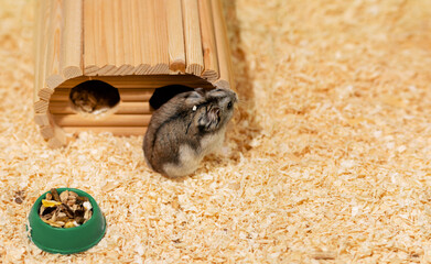 Hamster standing near house on sawdust. Dry food in feeder