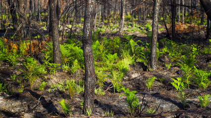 Forêt des Landes de Gascogne, calcinée après le passage des incendies de l'été 2022, à...