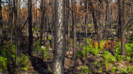 Forêt des Landes de Gascogne, calcinée après le passage des incendies de l'été 2022, à proximité de Landiras